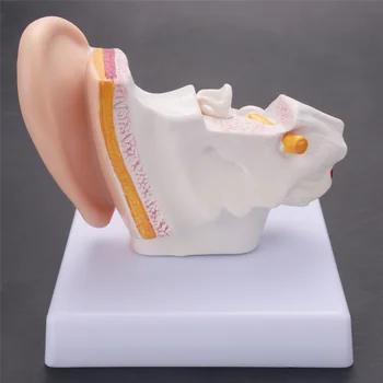 1,5-Кратная модель Анатомии человеческого уха, Показывающая Строение органов Центрального и Наружного ушей Учебные пособия